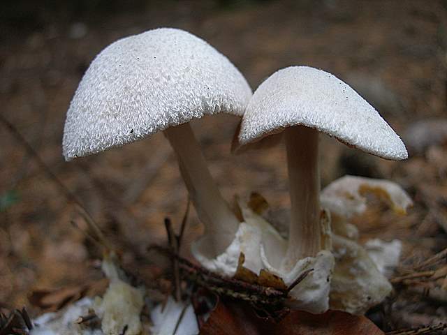 Funghi nella nebbia